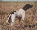 Pedigree CH.INT. MUTINENSIS MORO